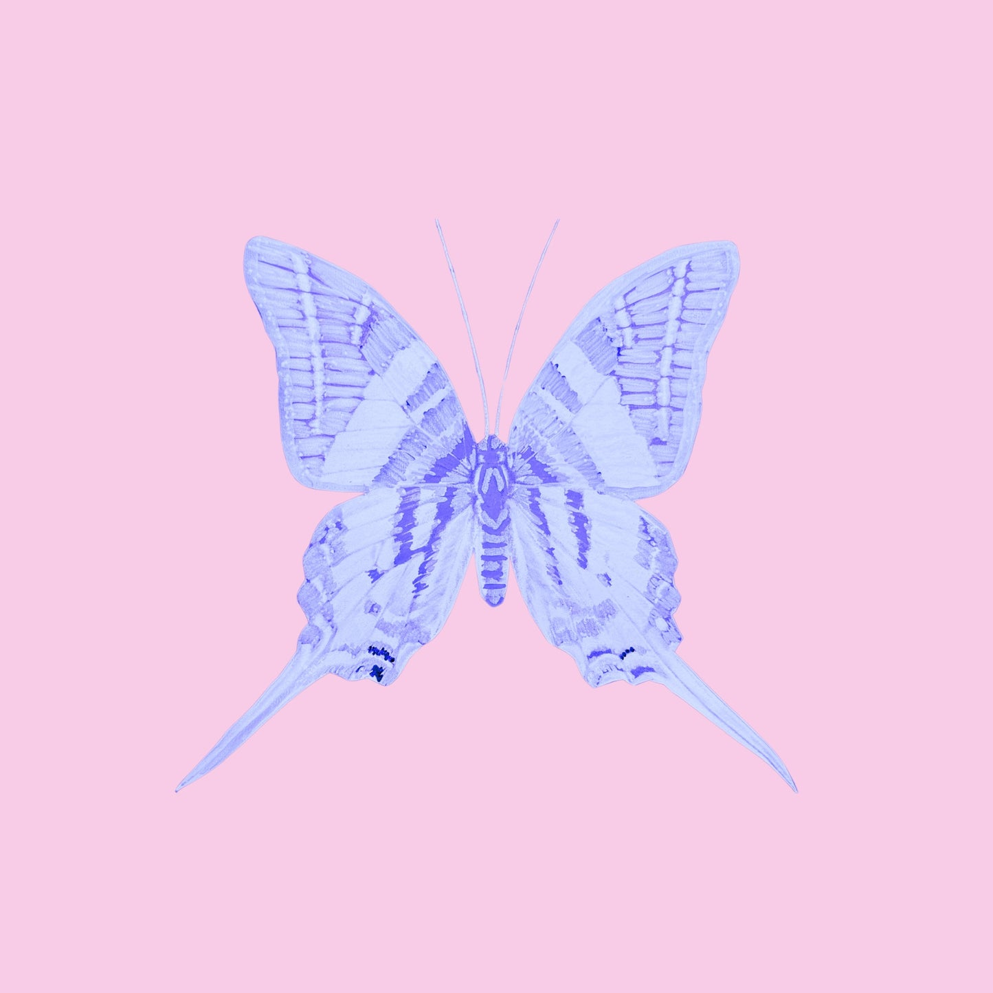 Limited Edition 5x5" Butterfly Print